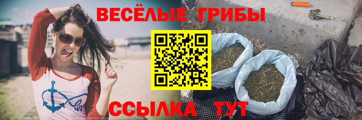 Галлюциногенные грибы Psilocybine cubensis Кореновск